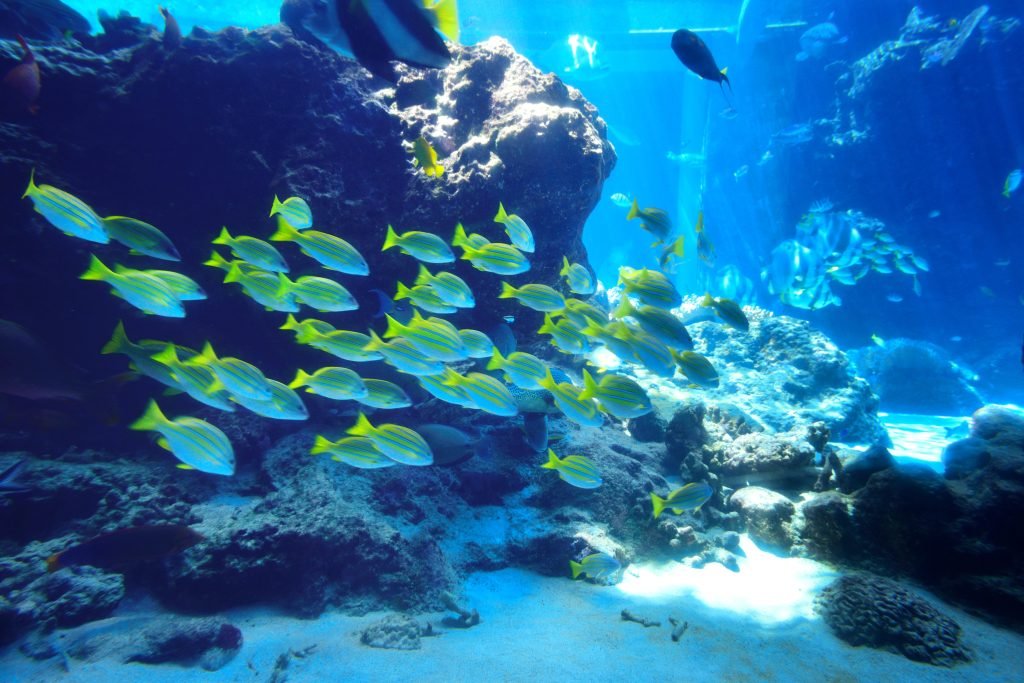 Fish in the Red Sea